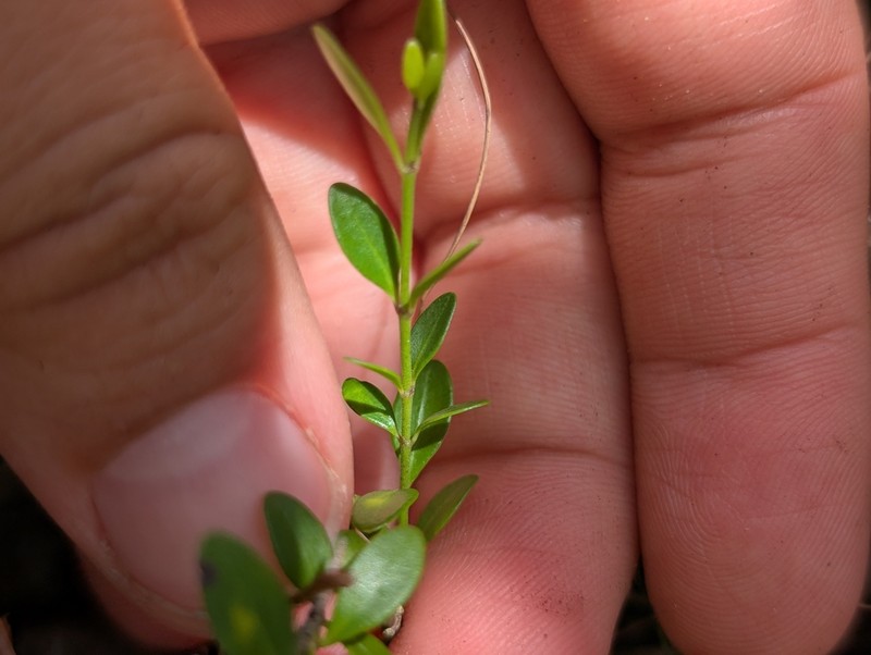 Chiococca pinetorum photo 2