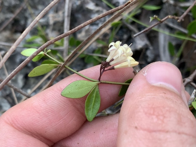 Chiococca pinetorum photo 3