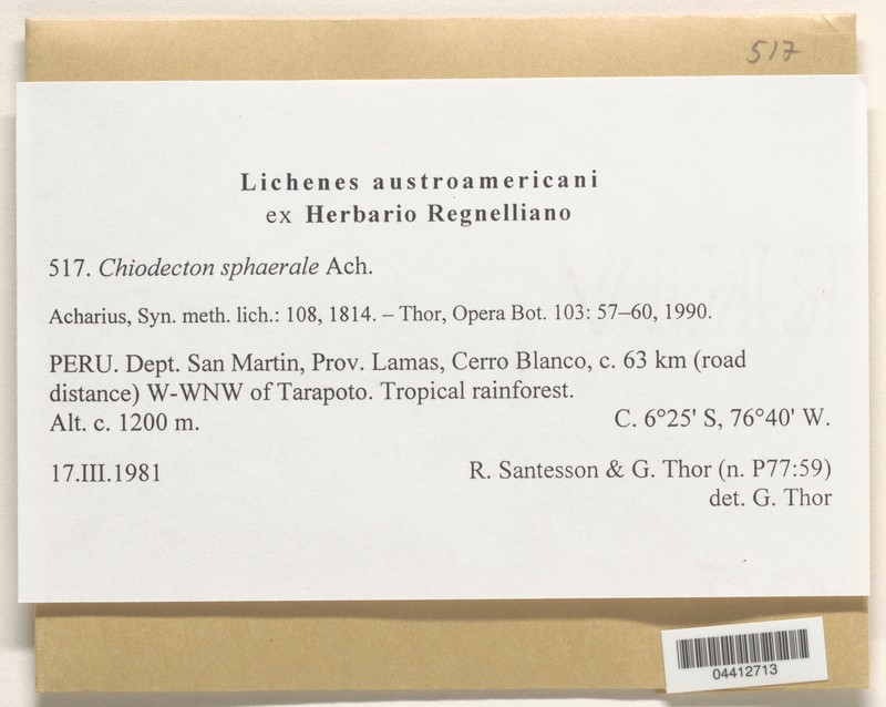 Chiodecton Lichen