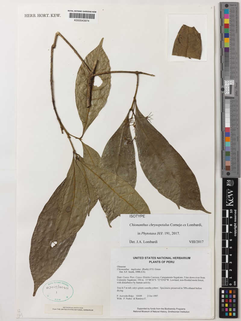 Chionanthus chrysopetalus