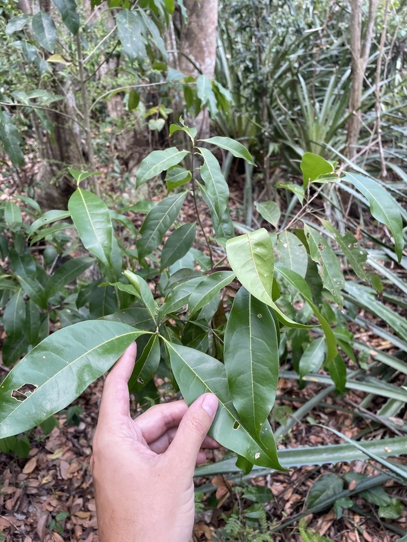 Bridgotree photo 2