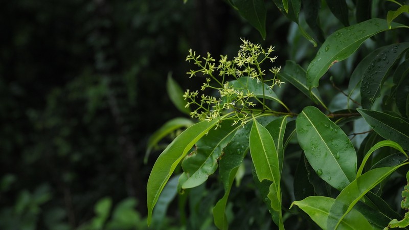Bridgotree photo 3