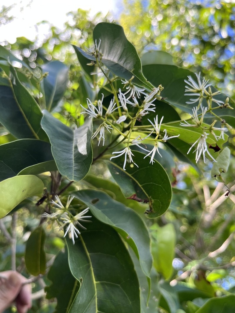 Bridgotree photo 4