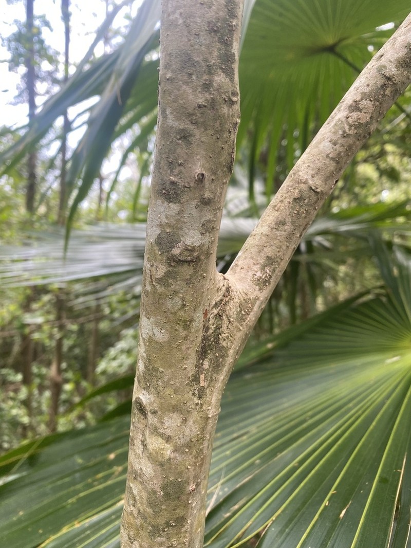 Bridgotree photo 5
