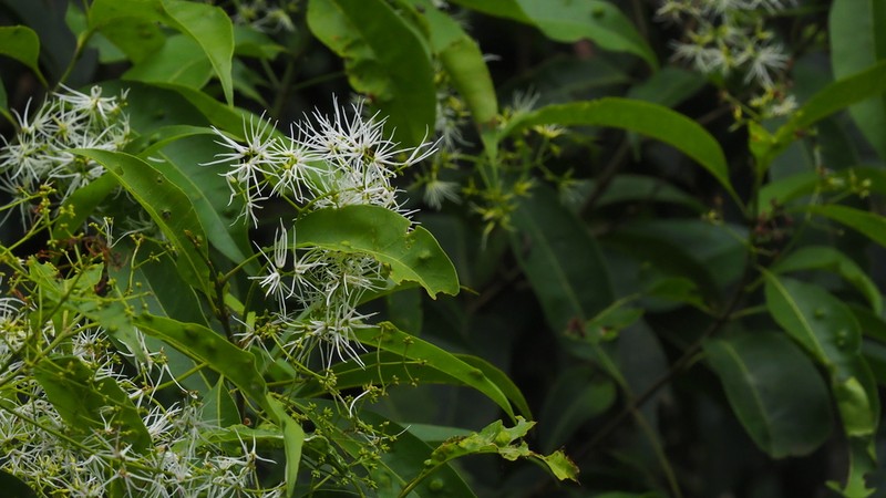 Bridgotree photo 6