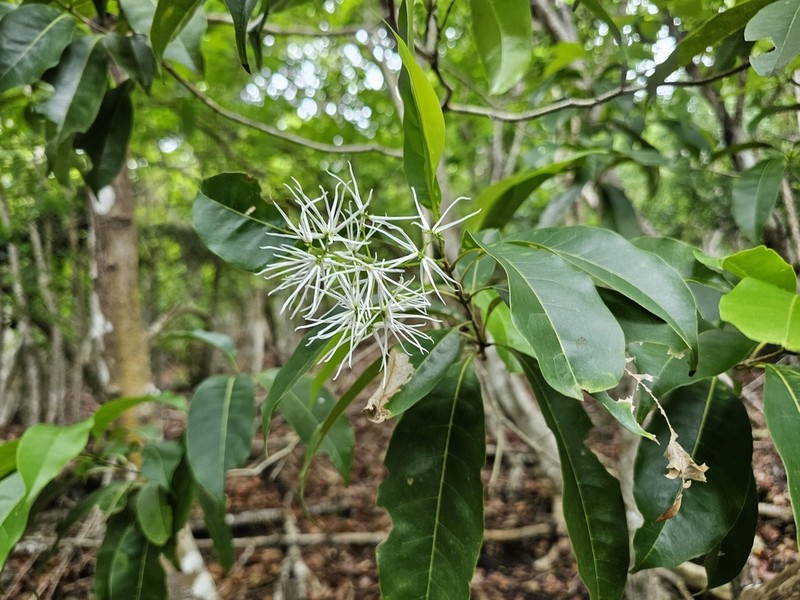 Bridgotree photo 7