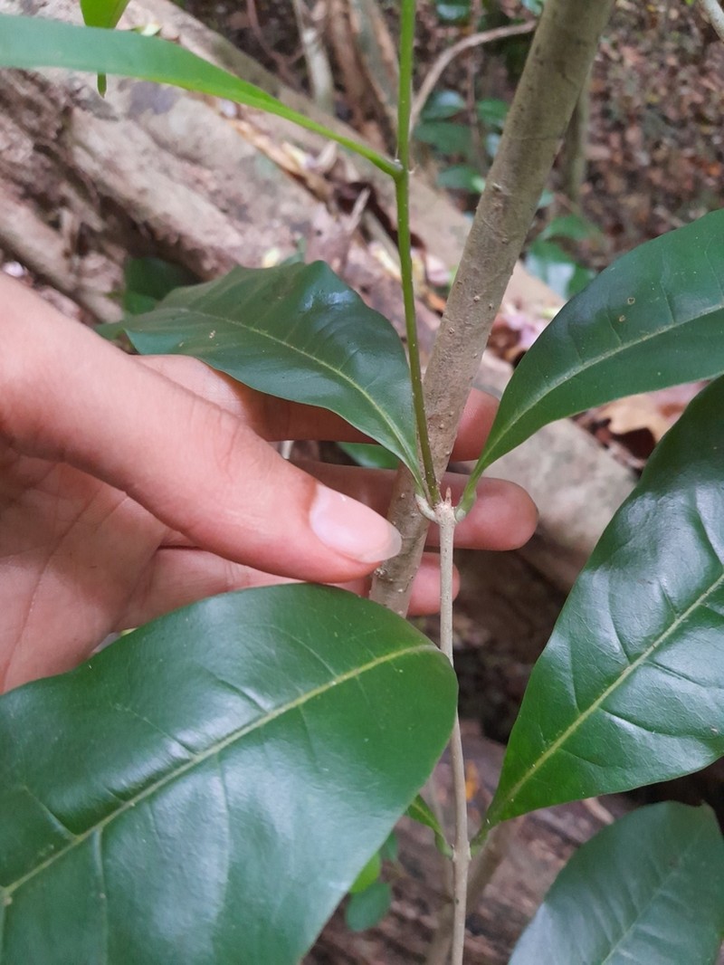 Bridgotree photo 8