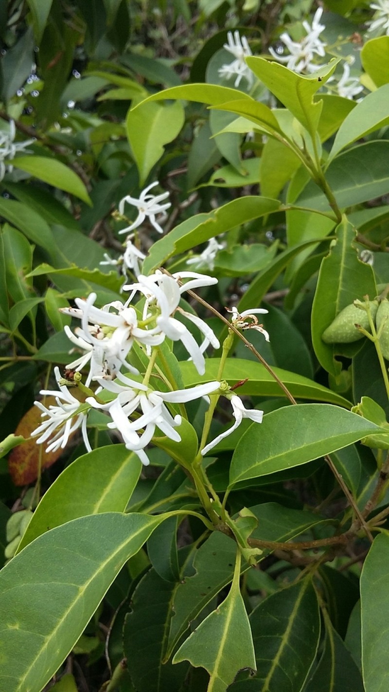 White Rosewood photo 2