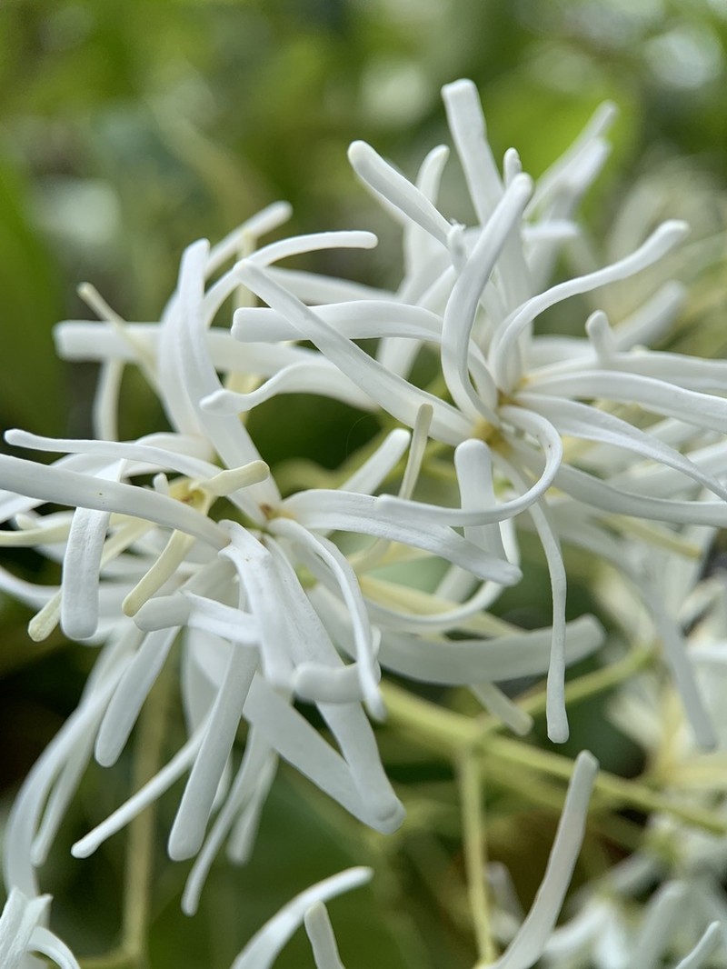 White Rosewood photo 4