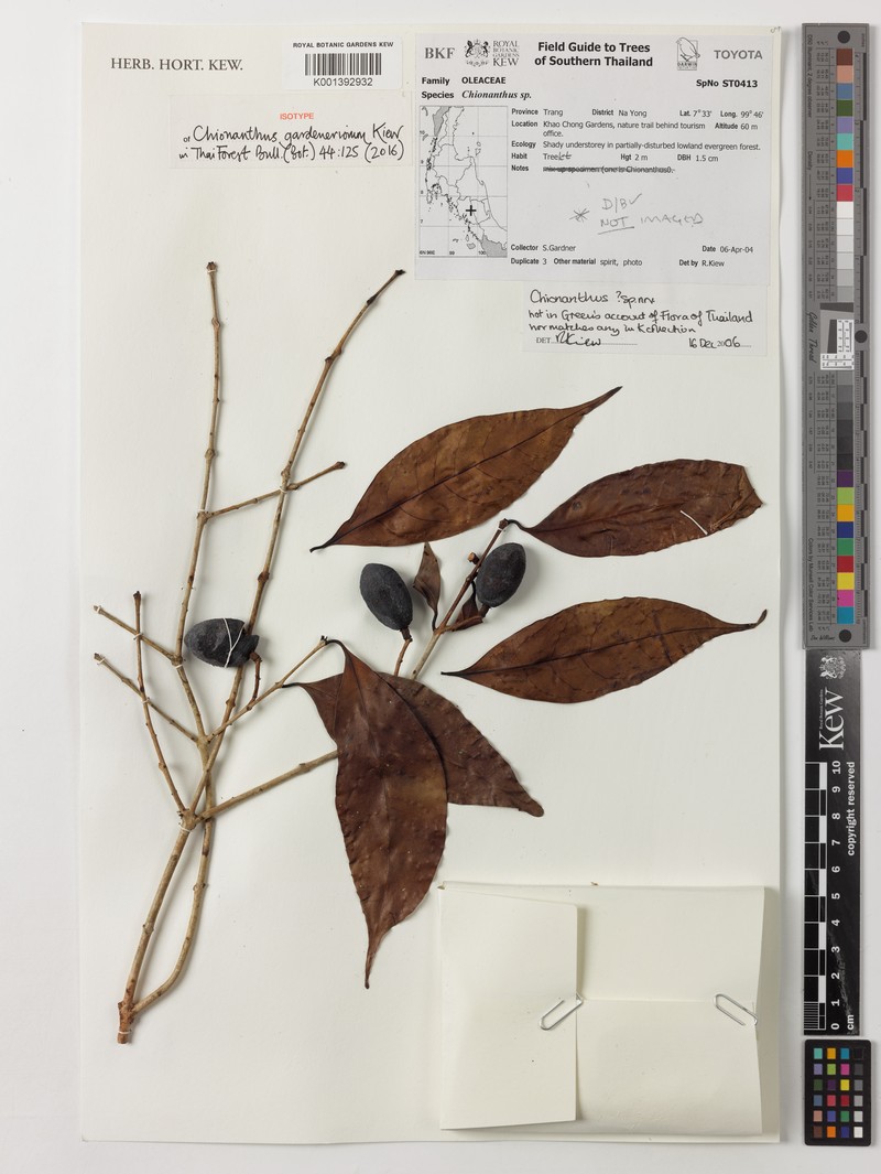 Chionanthus gardneriorum