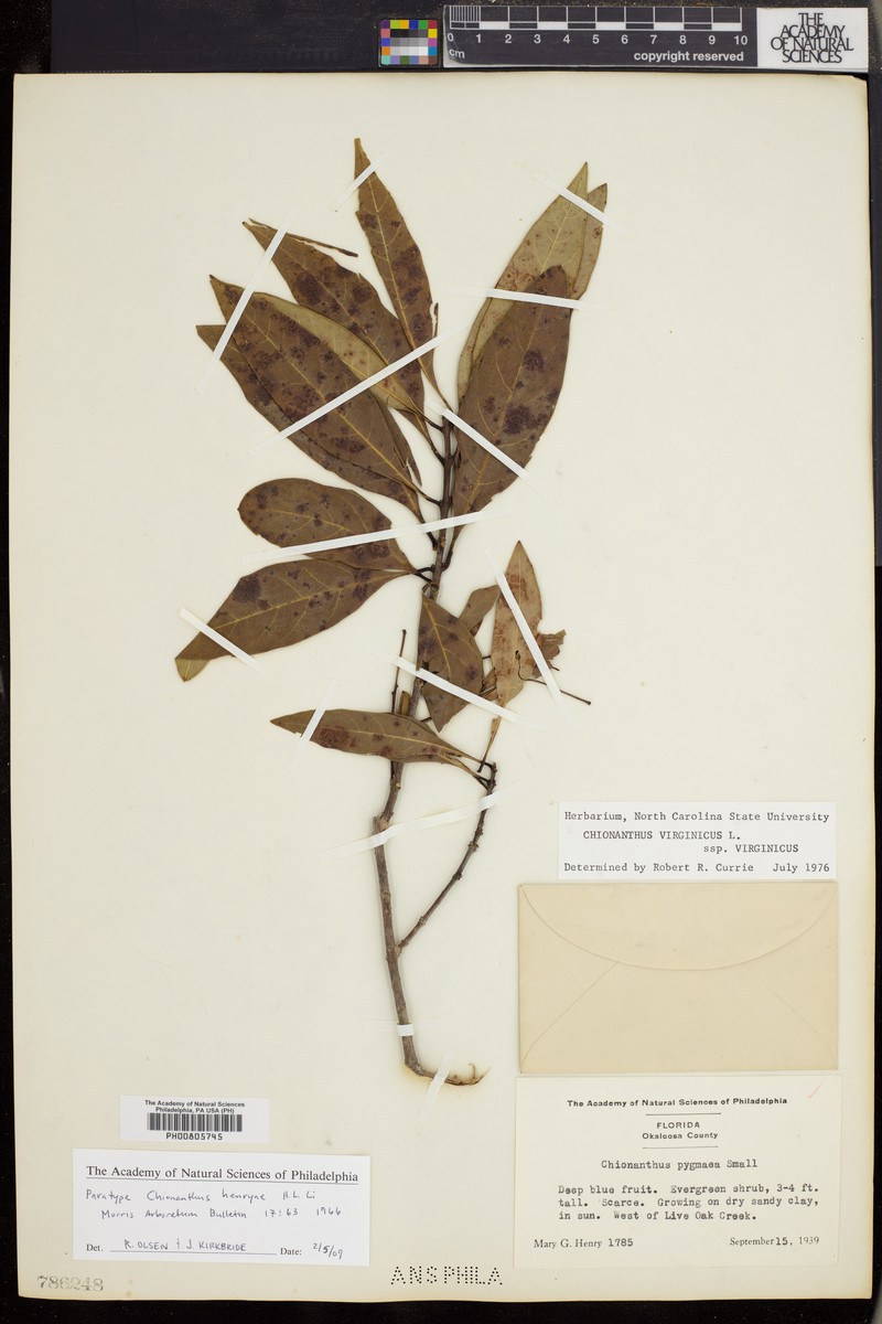 Chionanthus henryae