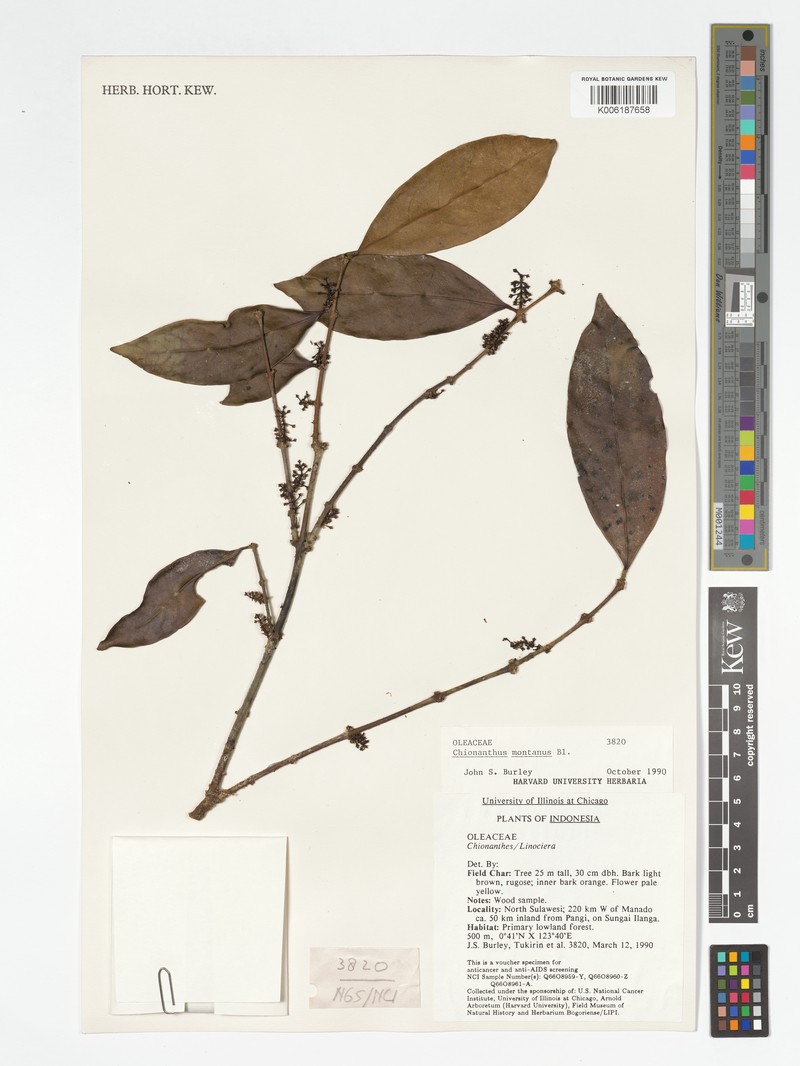 Chionanthus kostermansii