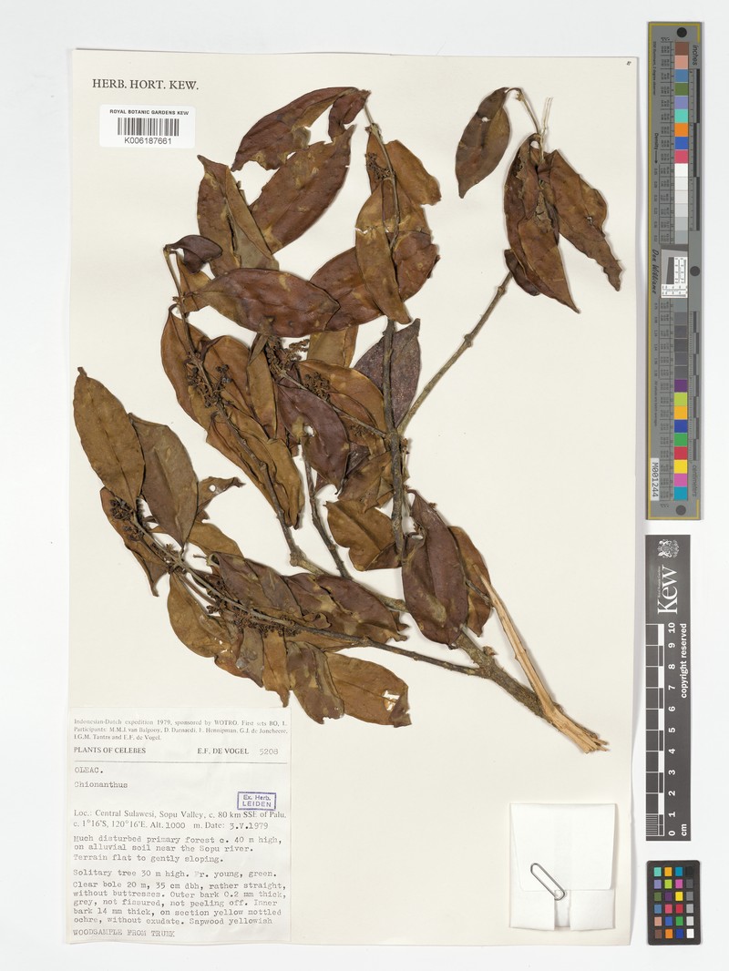 Chionanthus kostermansii photo 2