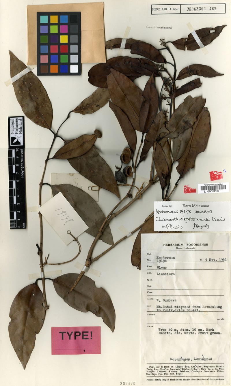 Chionanthus kostermansii photo 3