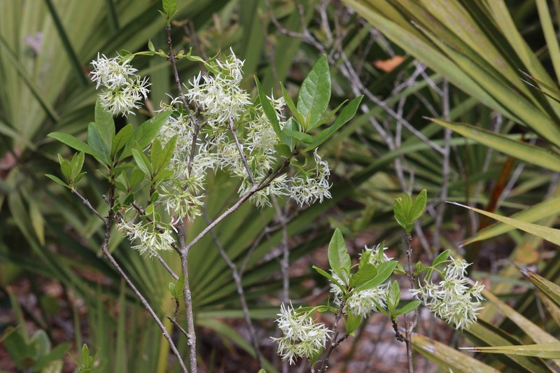 Pygmy Fringetree