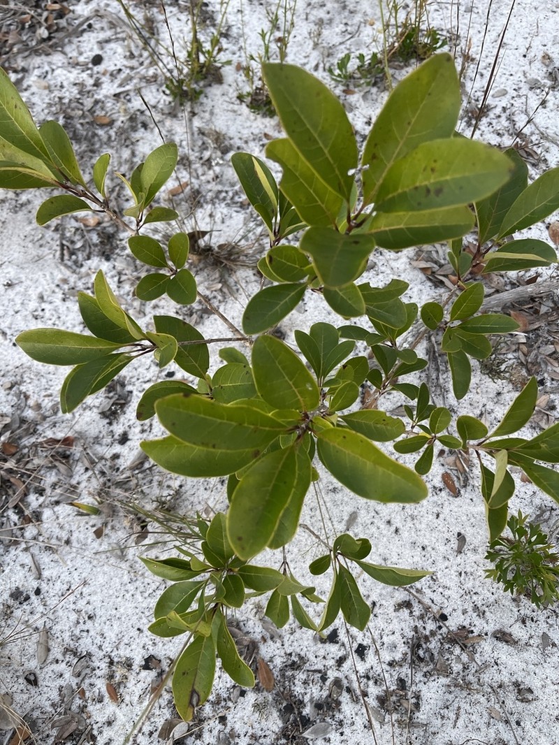 Pygmy Fringetree photo 2