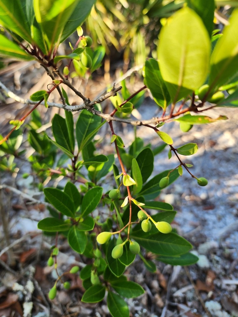 Pygmy Fringetree photo 4