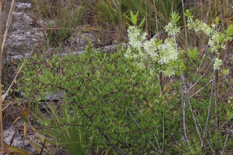 Pygmy Fringetree photo 5