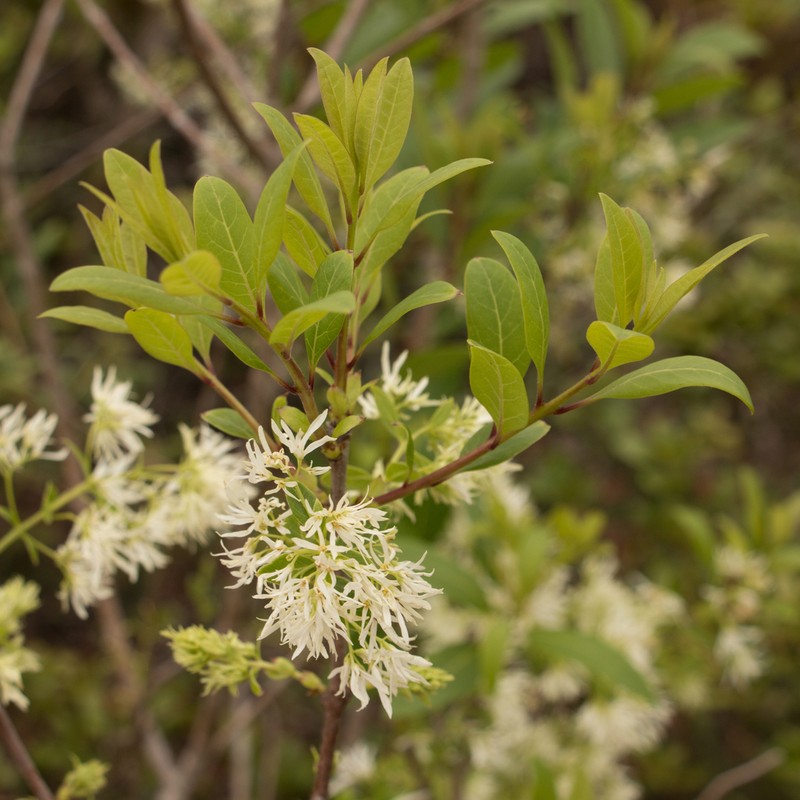 Pygmy Fringetree photo 6