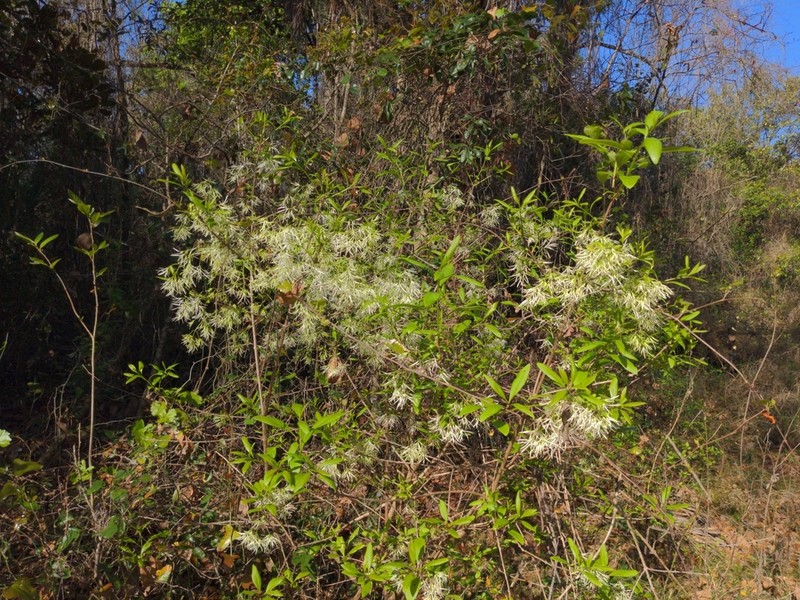 Pygmy Fringetree photo 7