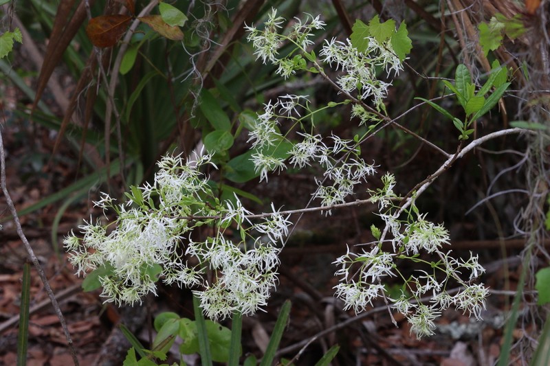 Pygmy Fringetree photo 8
