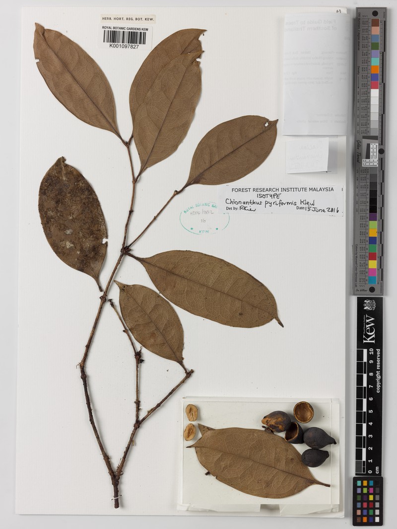 Chionanthus pyriformis