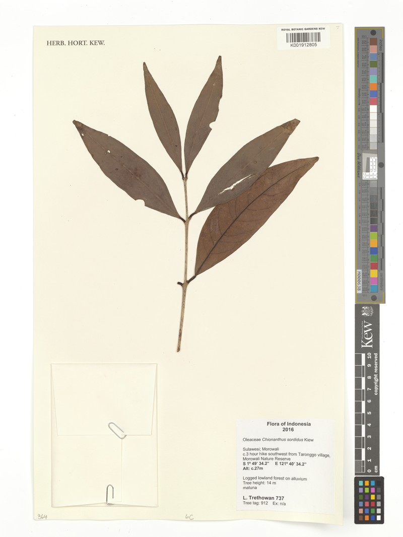 Chionanthus sordidus