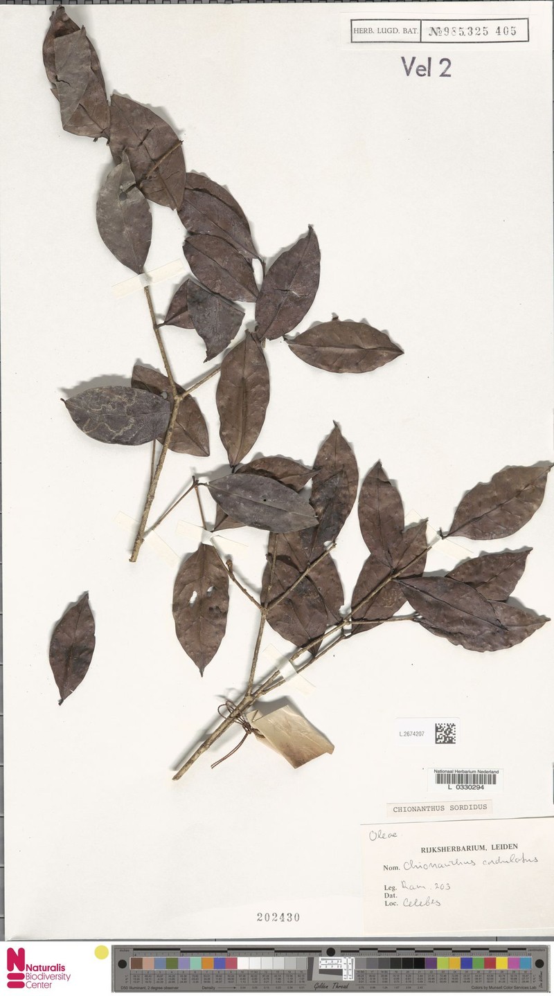 Chionanthus sordidus photo 2
