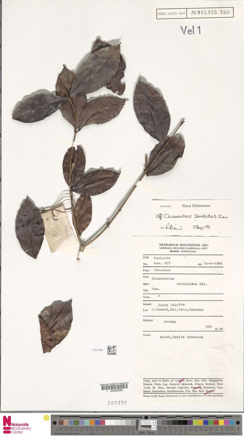 Chionanthus sordidus photo 3