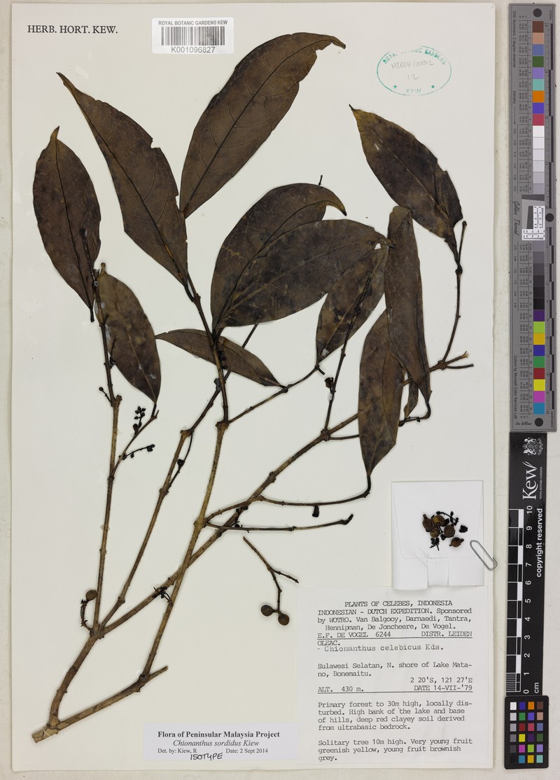 Chionanthus sordidus photo 4