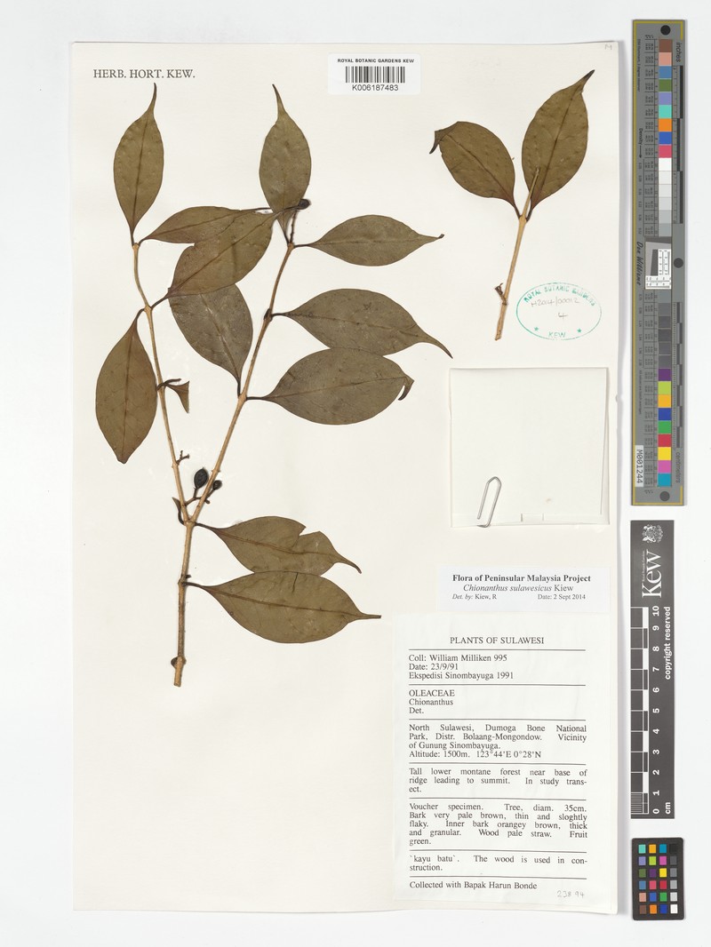 Chionanthus sulawesicus
