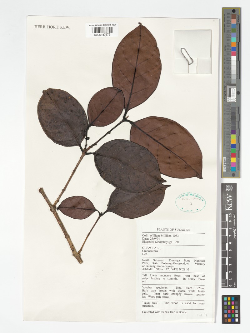 Chionanthus sulawesicus photo 2