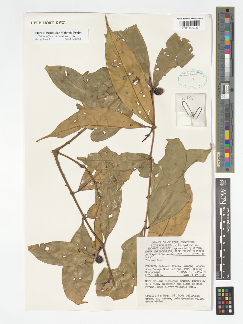 Chionanthus sulawesicus photo 3