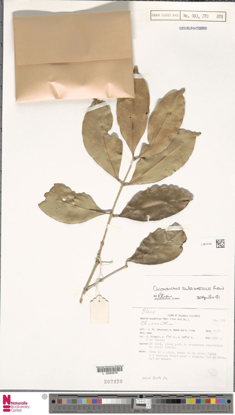 Chionanthus sulawesicus photo 4