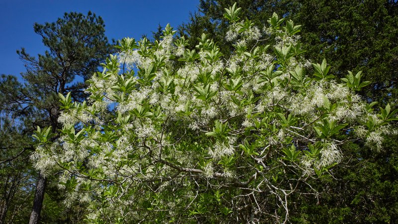 White Fringetree