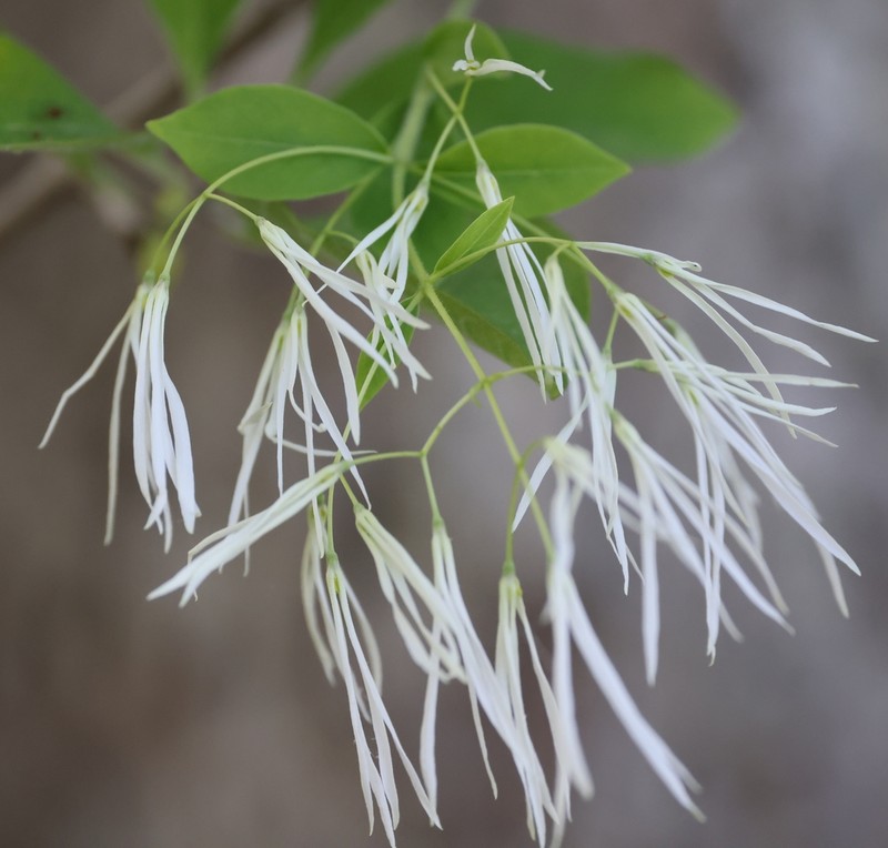 White Fringetree