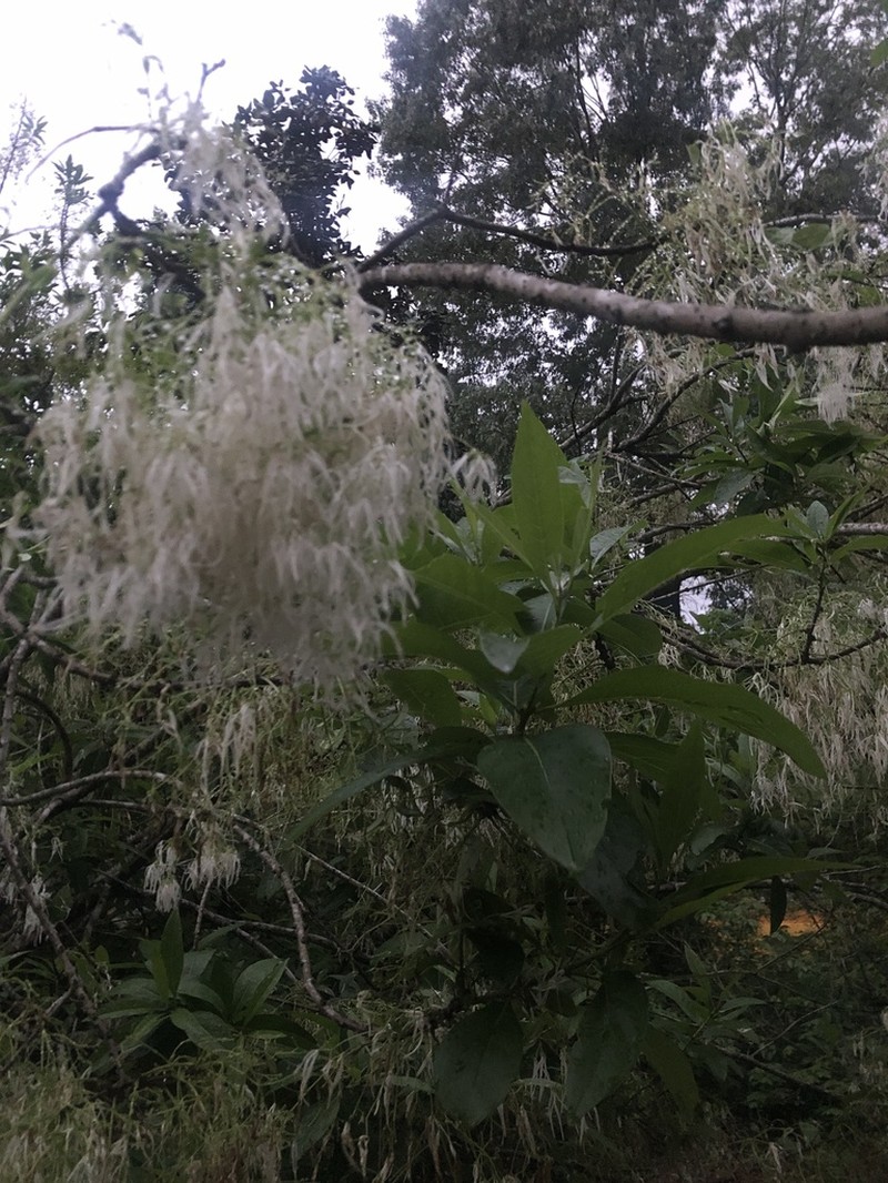 White Fringetree photo 4