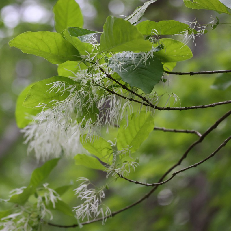 White Fringetree photo 6