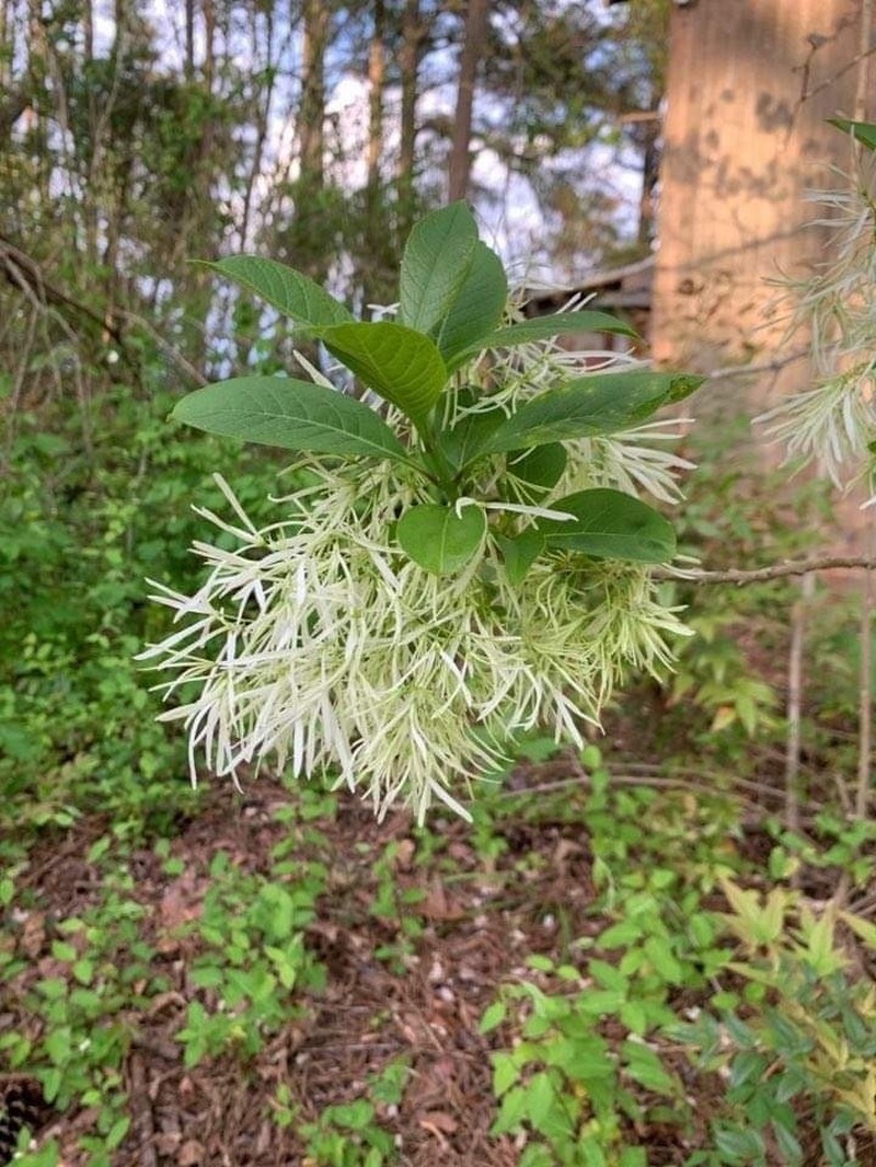 White Fringetree photo 8