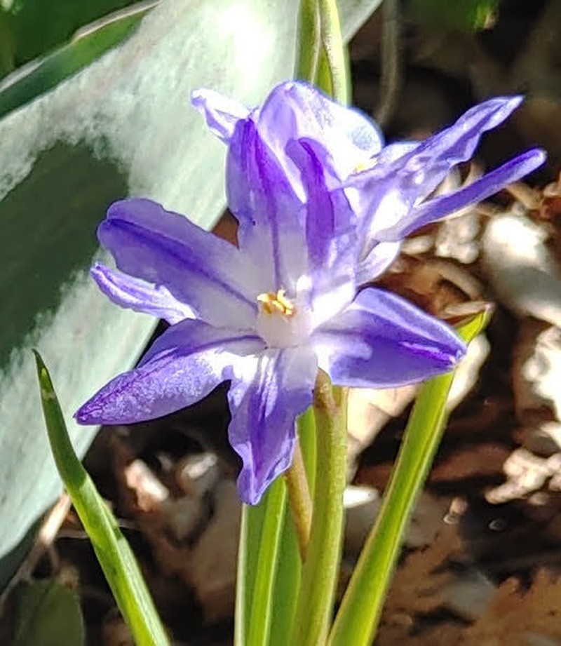 Glory-Of-The-Snow photo 2