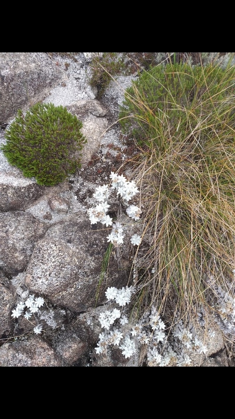 Chionolaena adpressifolia