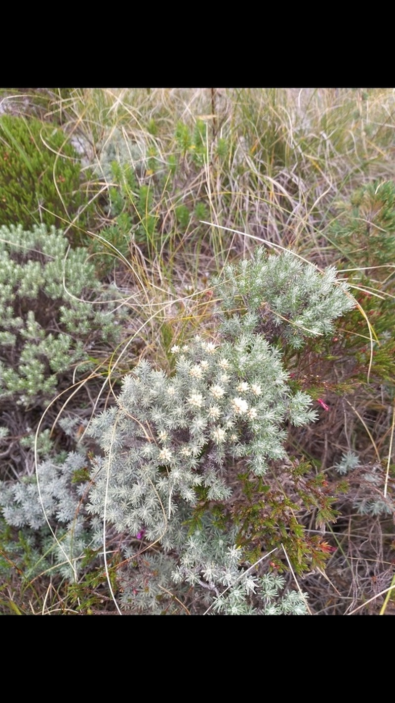 Chionolaena adpressifolia photo 3