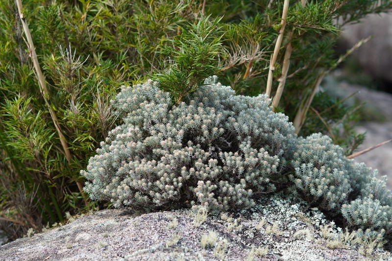 Chionolaena adpressifolia photo 4