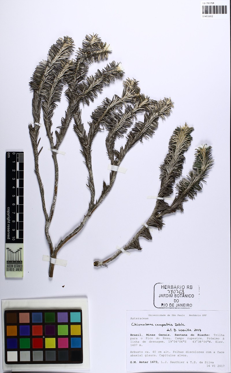 Chionolaena campestris
