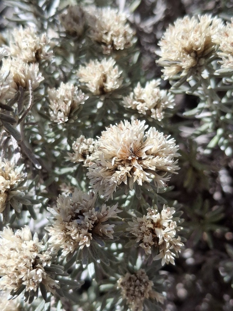 Chionolaena capitata