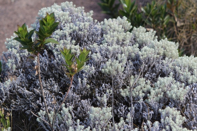 Chionolaena capitata photo 2