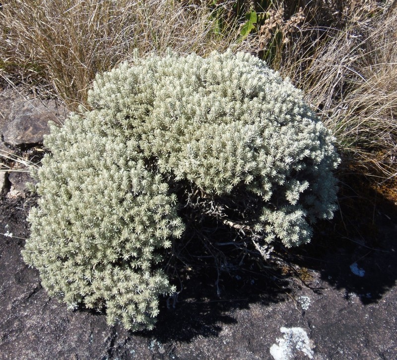 Chionolaena capitata photo 3