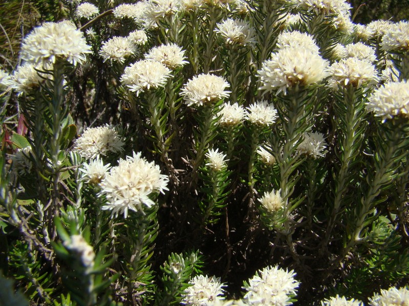 Chionolaena capitata photo 4