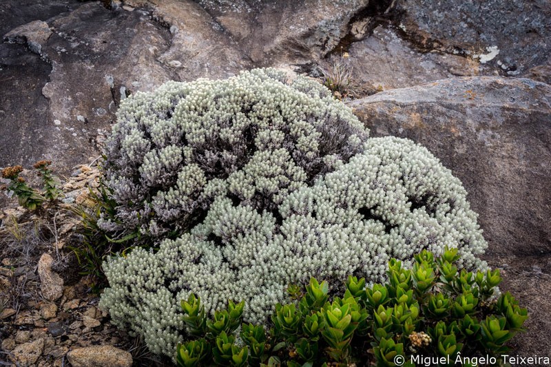 Chionolaena capitata photo 5