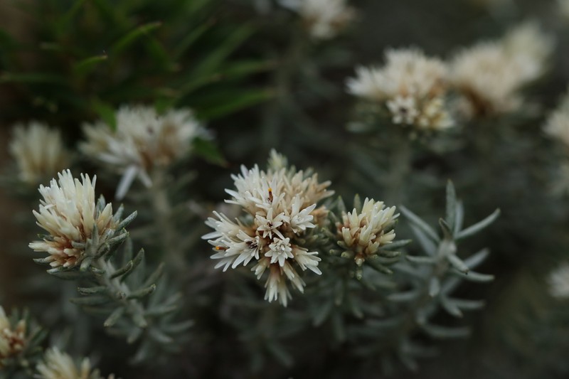 Chionolaena capitata photo 6
